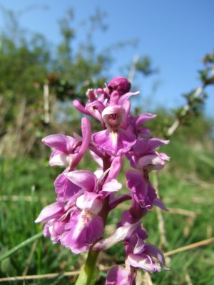 Early Purple orchid