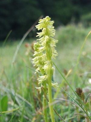 musk orchid