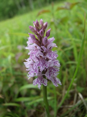 common spotted orchid